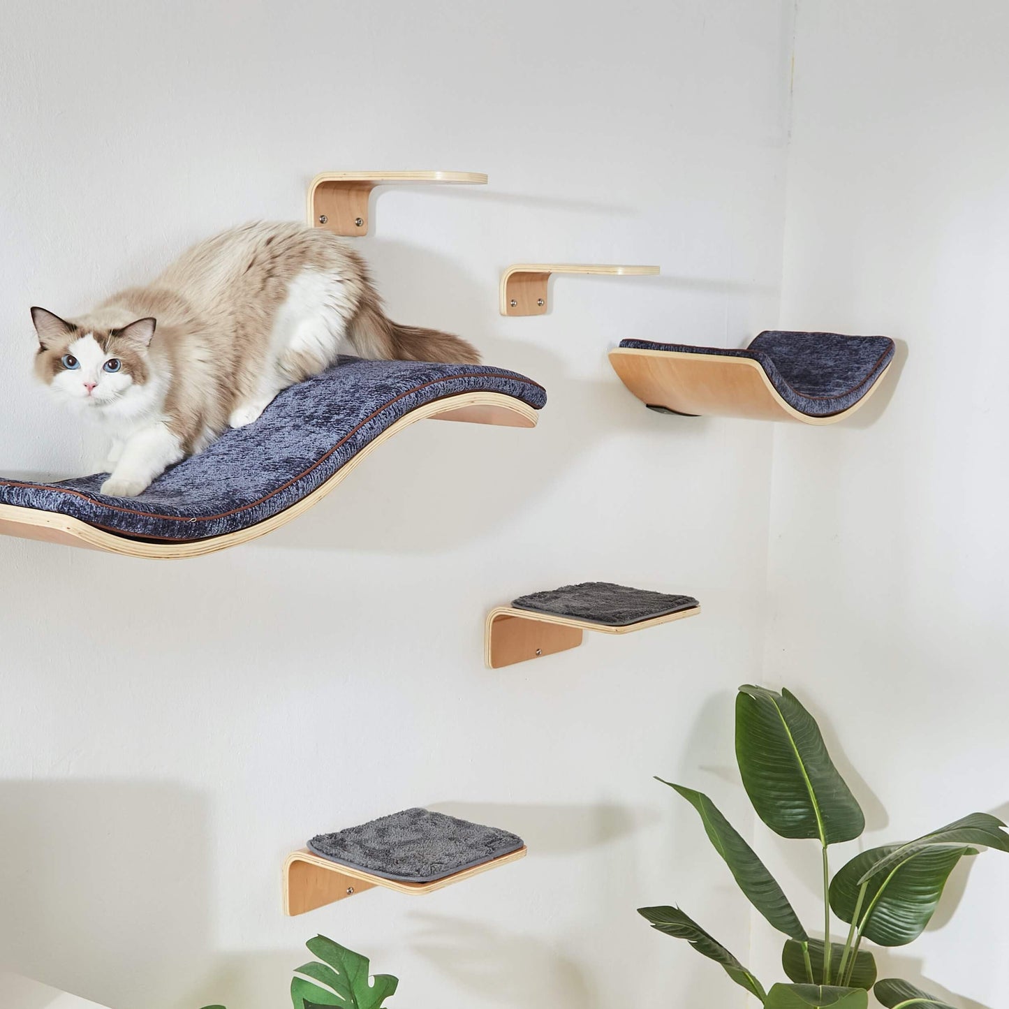 Curved Cat Wall Shelf Set with Steps & Perches