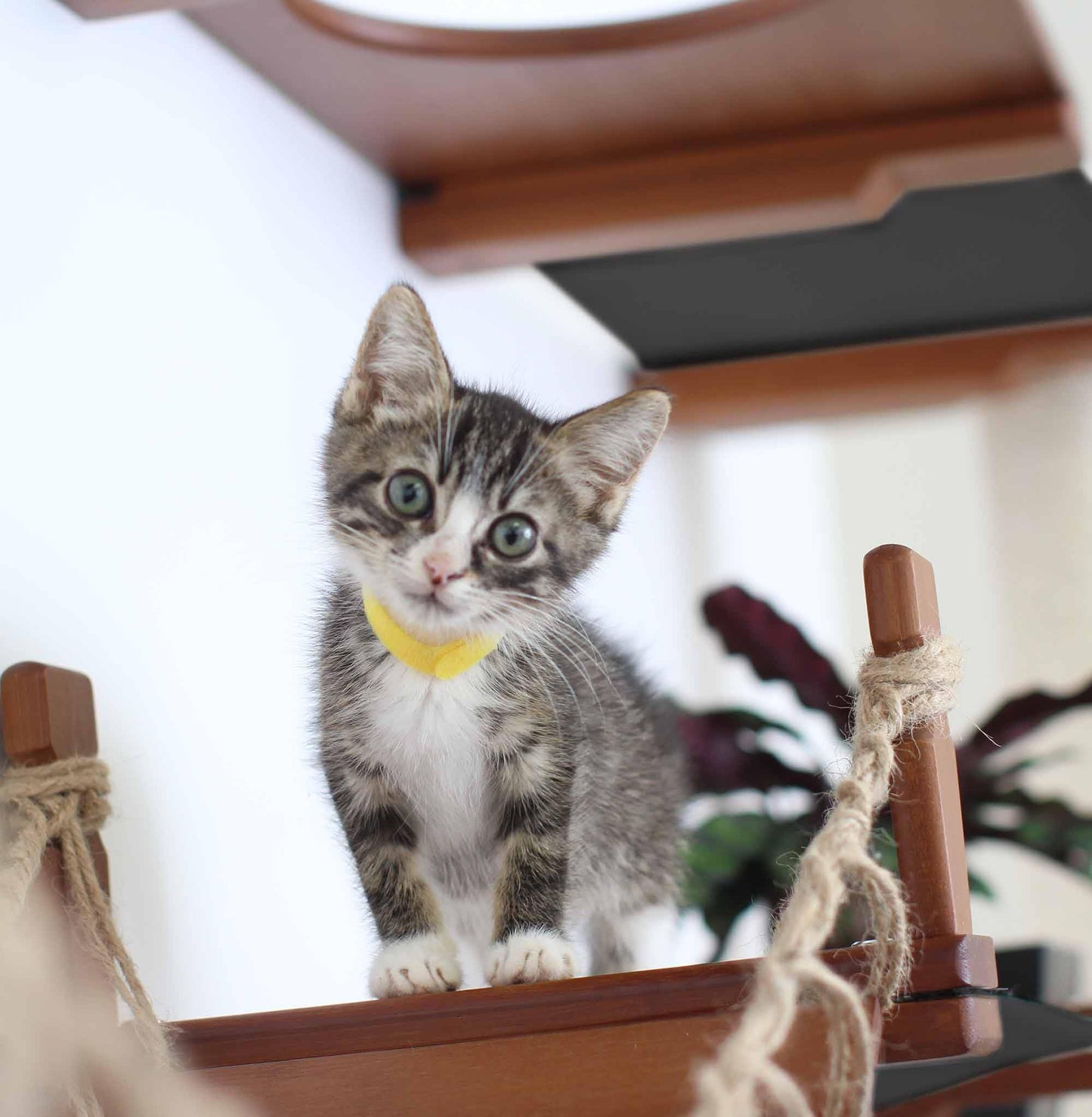 Modern Cat Condo Wall Set with Hammocks & Bridge